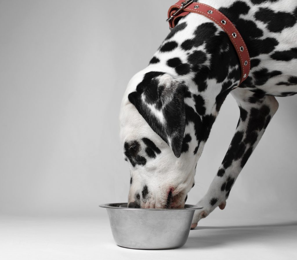 eating the right pet food