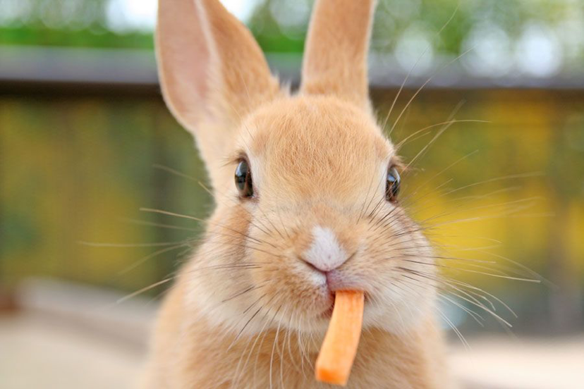 Rabbits Dental health
