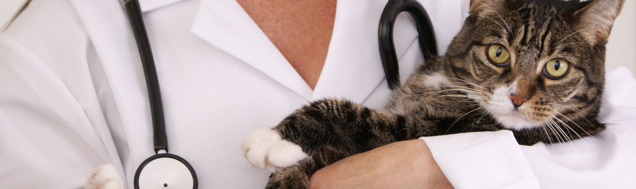 Cat Vaccinations Feline Shots Treatments Mayfield Veterinary Hospital