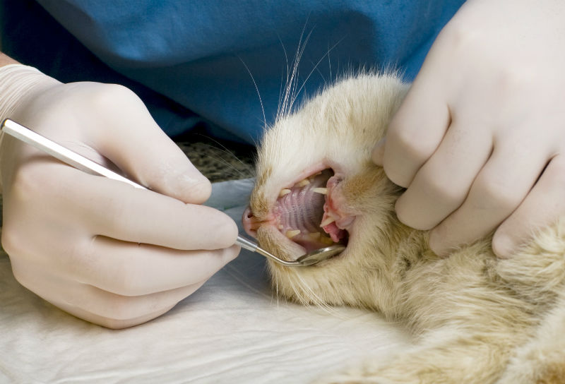 Why Pets are Sedated on Dental Services
