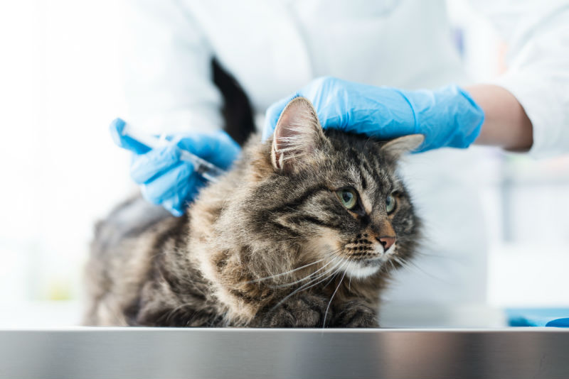 Cat Health Must-Knows - Mayfield Veterinary Clinic