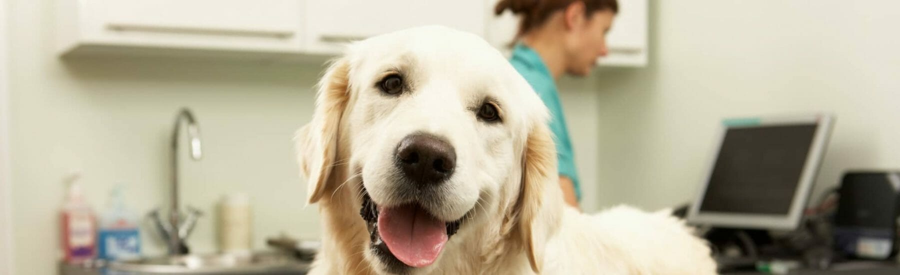Dog Smiling with Tongue Out with a Vet in the Background